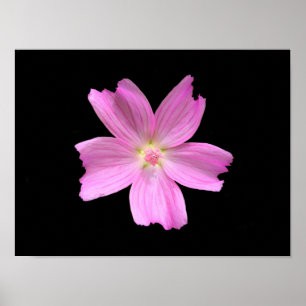 Moschus-Malve Poster