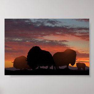 Moschus-Ochse Poster