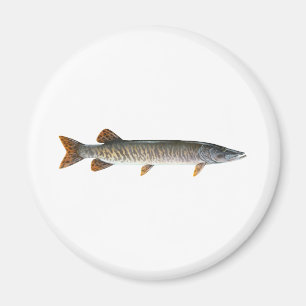 Moschusartig - Muskellunge Magnet