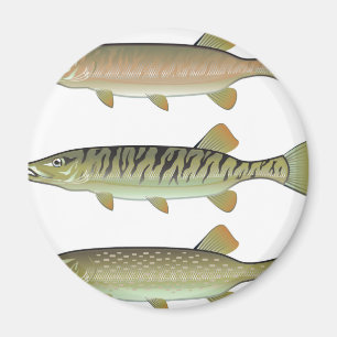 Moschusartiger Tiger moschusartig und Hechtvektor Magnet