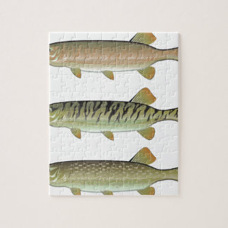 Moschusartiger Tiger moschusartig und Hechtvektor Puzzle