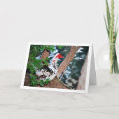 Moschusente, Portrait-See Karte (Vorderseite)