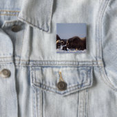 Moschusmuscheln, Ovibos moschatus, Stier und Kuh Button (Beispiel)