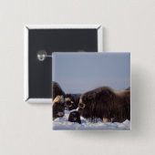 Moschusmuscheln, Ovibos moschatus, Stier und Kuh Button (Vorne & Hinten)