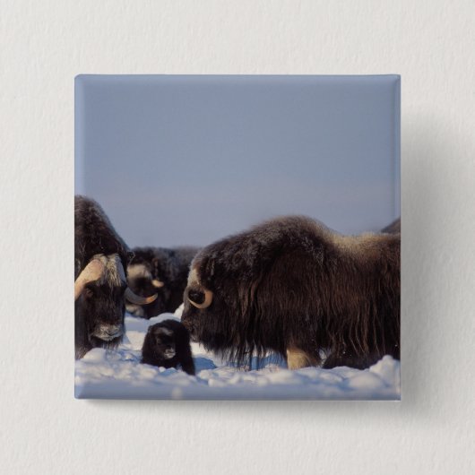 Moschusmuscheln, Ovibos moschatus, Stier und Kuh Button (Vorderseite)