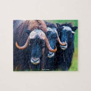 Moschusochse Alaska Puzzle