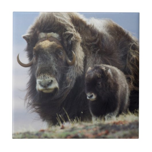 Moschusochse mit Kalb Fliese (Vorderseite)