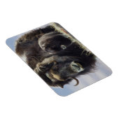 Moschusochse mit Kalb Magnet (Rechte Seite)
