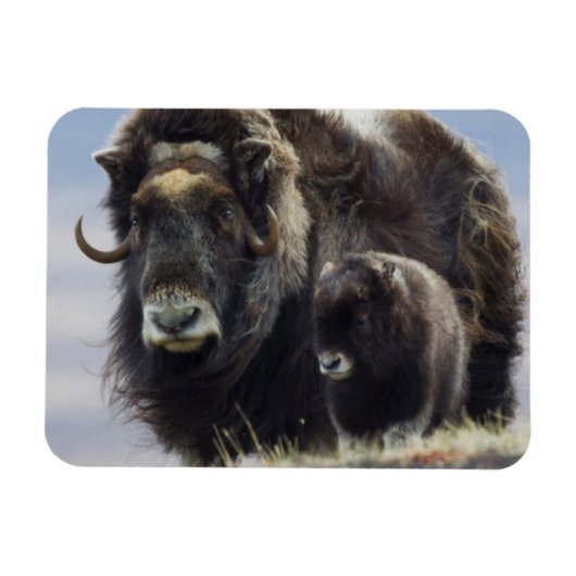 Moschusochse mit Kalb Magnet (Horizontal)