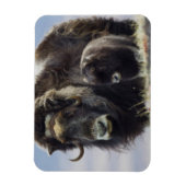 Moschusochse mit Kalb Magnet (Vertikal)