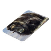 Moschusochse mit Kalb Magnet (Linke Seite)