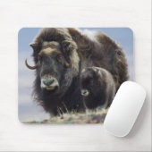 Moschusochse mit Kalb Mousepad (Mit Mouse)