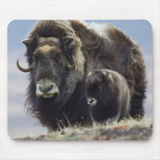 Moschusochse mit Kalb Mousepad (Vorne)
