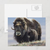 Moschusochse mit Kalb Postkarte (Vorne/Hinten)