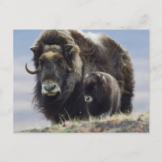 Moschusochse mit Kalb Postkarte (Vorderseite)