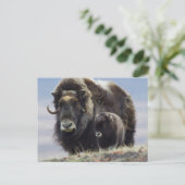Moschusochse mit Kalb Postkarte (Stehend Vorderseite)