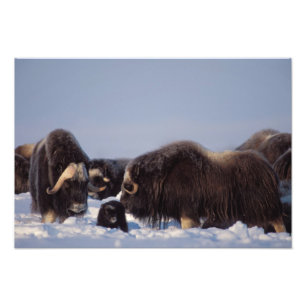 Moschusochse, Ovibos moschatus, Bulle und Kuh Fotodruck