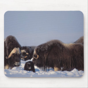 Moschusochse, Ovibos moschatus, Bulle und Kuh Mousepad