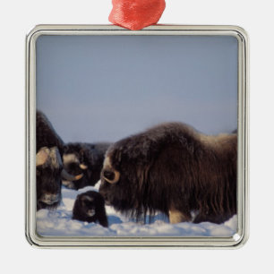 Moschusochse, Ovibos moschatus, Bulle und Kuh Silbernes Ornament