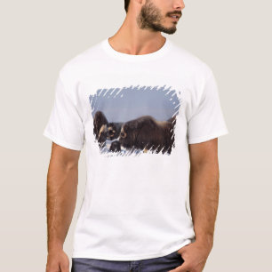 Moschusochse, Ovibos moschatus, Bulle und Kuh T-Shirt