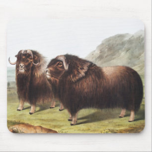 Moschusochse (Ovibos moschatus) Illustration Mousepad
