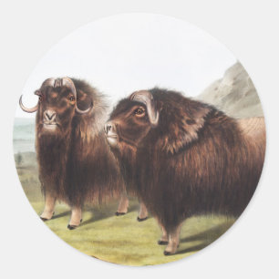 Moschusochse (Ovibos moschatus) Illustration Runder Aufkleber