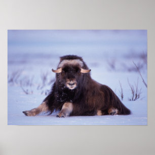 Moschusochse, Ovibos moschatus, Jungbulle Poster