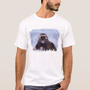 Moschusochse, Ovibos moschatus, Jungbulle T-Shirt