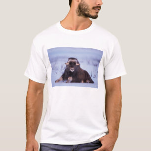 Moschusochse, Ovibos moschatus, Jungbulle T-Shirt