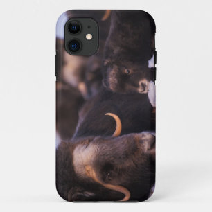 Moschusochse, Ovibos moschatus, Kuh mit Neugeboren Case-Mate iPhone Hülle