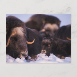 Moschusochse, Ovibos moschatus, Kuh mit Neugeboren Postkarte
