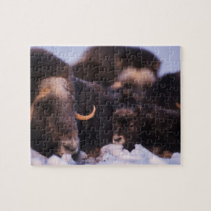 Moschusochse, Ovibos moschatus, Kuh mit Neugeboren Puzzle