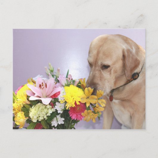Moses Riecht Blume Postkarte (Vorderseite)