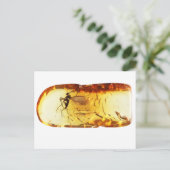 Moskito in Bernstein Postkarte (Stehend Vorderseite)