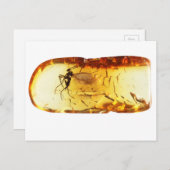 Moskito in Bernstein Postkarte (Vorne/Hinten)