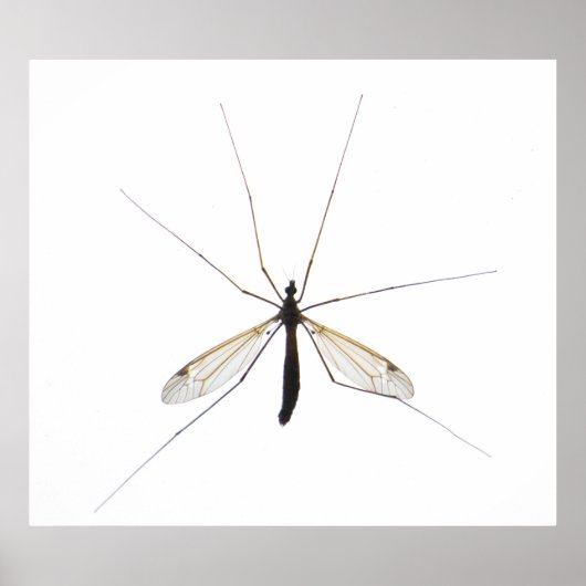 Moskito Poster (Vorne)