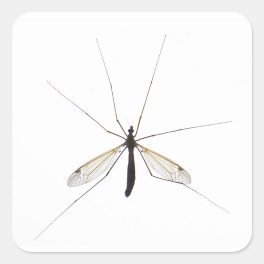 Moskito Quadratischer Aufkleber (Vorderseite)
