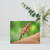 Moskito voller Blutpostkarte Postkarte (Stehend Vorderseite)