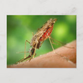 Moskito voller Blutpostkarte Postkarte (Vorderseite)