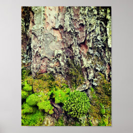 Moss and Bark Nature Fotografy Poster
