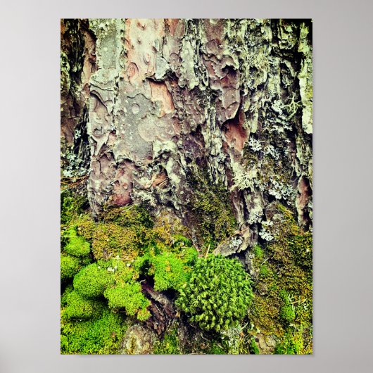 Moss and Bark Nature Fotografy Poster (Vorne)