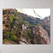 Moss auf Bark Poster (Vorne)