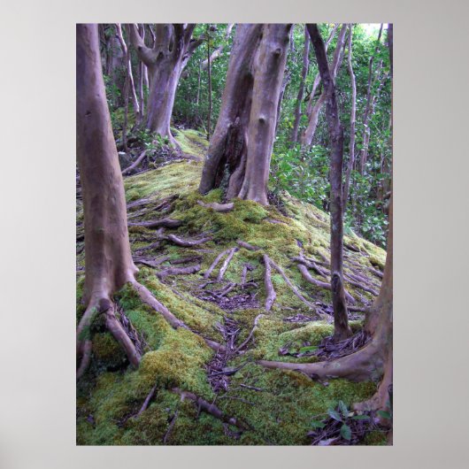 Moss Covered Trail Poster (Vorne)