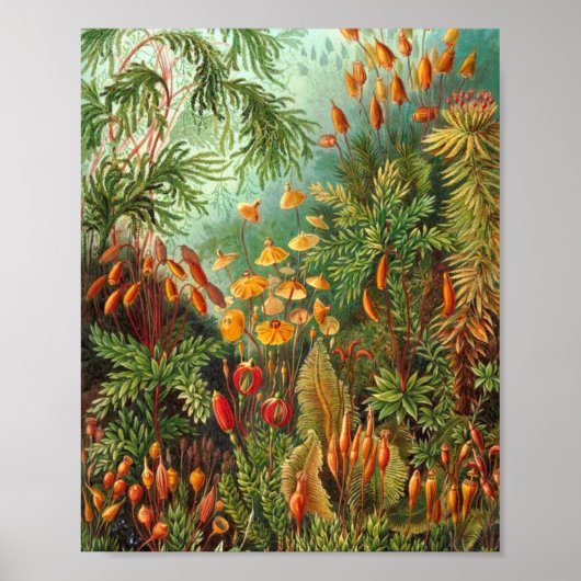 Moss - Ernst Haeckel Poster (Vorne)
