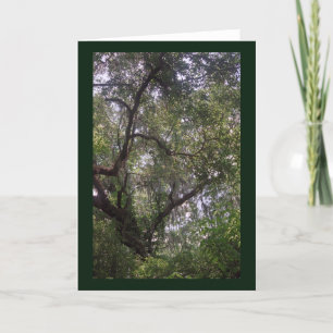 Moss Forest Canopy Custom Louisiana Grußkarte Karte