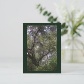 Moss Forest Canopy Custom Louisiana Kunst, Dichtun Postkarte (Stehend Vorderseite)