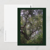 Moss Forest Canopy Custom Louisiana Kunst, Dichtun Postkarte (Vorne/Hinten)