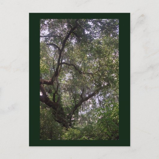 Moss Forest Canopy Custom Louisiana Kunst, Dichtun Postkarte (Vorderseite)