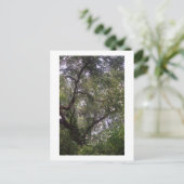 Moss Forest Canopy Custom Louisiana Kunst, Dichtun Postkarte (Stehend Vorderseite)
