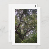 Moss Forest Canopy Custom Louisiana Kunst, Dichtun Postkarte (Vorne/Hinten)
